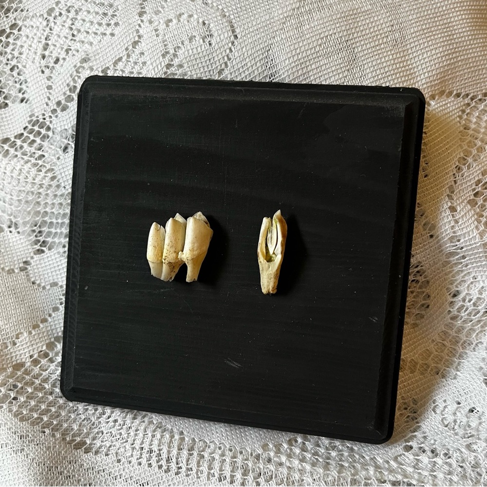 Mounted Deer Teeth